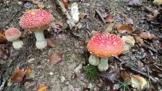 SPECTACOLUL NATURII 🍄 HRIBI ȘI CRĂNȚĂNEI 🌲 M-AM RĂTĂCIT PRIN PĂDURE