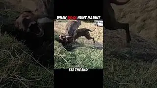 Rabbit Outsmarted the Dog… But Not the Cat 🐇😼 