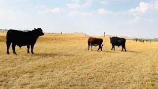 Bringing 2 Black Angus & 1 Hereford Bull Home from Summer Pasture