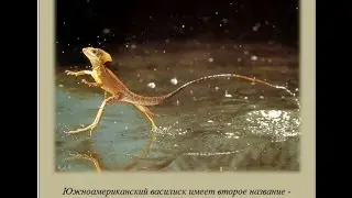 Можно ли бегать по воде