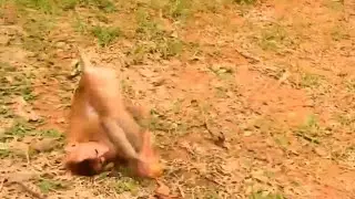 Aw, What's happened with adult monkey Sheba acting like that......? Orphan adult Sheba is so funny.