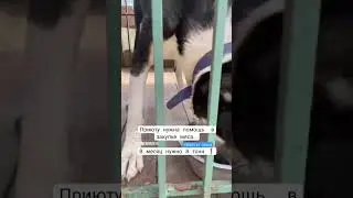 Приют для собак "Домашний": "Выбери меня" Пожалуйста, помогите приюту закупить мясо.