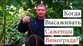 Когда высаживать САЖЕНЦЫ ВИНОГРАДА? Весной или Осенью? За и Против!