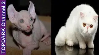 10 Gatos exóticos mas hermosos