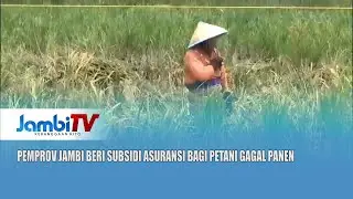 DAMPAK KEKERINGAN || PEMPROV JAMBI BERI SUBSIDI ASURANSI BAGI PETANI GAGAL PANEN