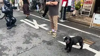 Dog disses statue