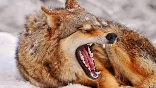 Wolf Bark / Snarl Sound Effect