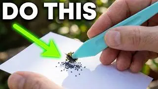 Venus Fly Trap seed harvest and grow