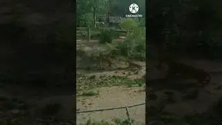 TIGER'S Instant acceleration 🐯 Vs 🐯.