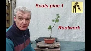 Scots pine 1