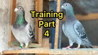 Racing Pigeons Training in Pakistan Part 4