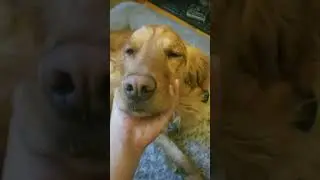 doggy's life 22