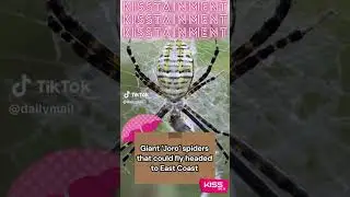 Today on Kisstainment 06.06.2024| Kiss FM  #kissfm