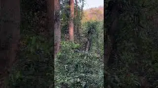 NATURE LOVE | HARYALI KA MAUSAM | #chatishgarh #rain #raigarh #irctc #indianrailways #catring #vande