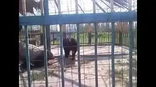 Прогулка в Старооскольском зоопарке 03 08 2014 г