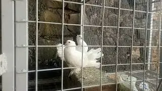 Video Background Burung Kakak tua & Merpati kipas || Free Footage Video || No Copyright ||