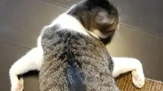 смешные позы и места котов 