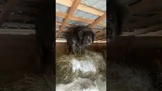 Царь горы сена Балу