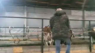 Коровы чуть не затоптали теленка