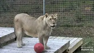 This place seems pretty good. Koda lioness at Big Cat Rescue.