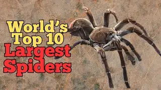 Meet The Top 10 Biggest Spiders in the World