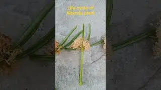 Life cycle of Albizia from flowers 🌺 to seed