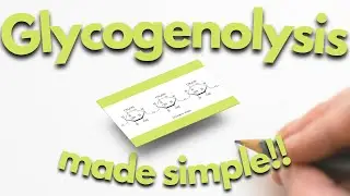 Glycogenolysis pathway made simple