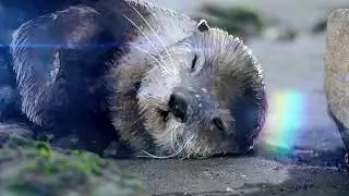 MY OTTER HALF by Michelle Schusterman - Official book trailer by Escape Goat for Scholastic Books