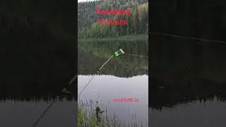поклёвка головля