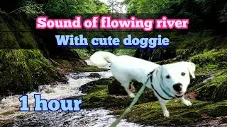 sound of flowing river for relaxation with cute dog doggie rascal 🏞️🎧