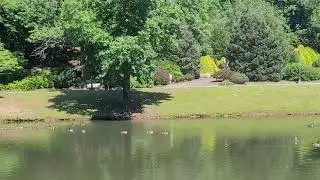 Geese in a pond