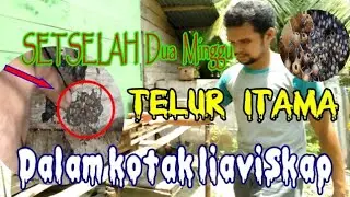 HASIL EKSPERIMEN TELUR ITAMA  DALAM KOTAK LIAVISKAP