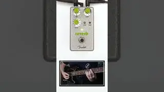 Fender - Hammertone Reverb  #fender #reverbpedal #guitarist