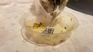 healthy cat?