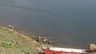 Crocodile vs Dog , crocodile hunting video, viral videos.
