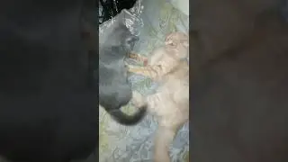 Марлезонский балет часть 596...