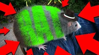 RAT