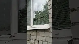 АВТОРИТЕТНЫЙ КОТ#,СМОТРЯЩИЙ #КОТ.#БЛАТНОЙ КОТ.
