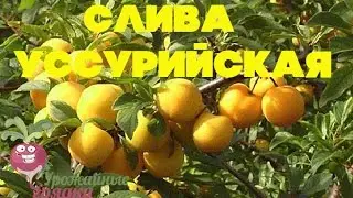 О сортах слив. Слива Уссурийская