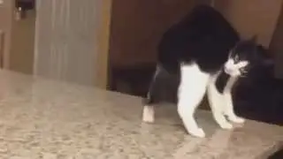 Самые смешные котики :))