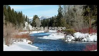 Весна в январе...