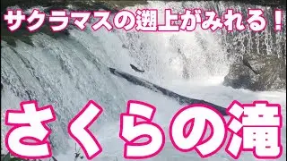 【飛んだ！】さくらの滝　北海道　清里町　スーパー４K