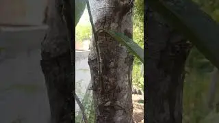 Cara Terbaru Sambung Susu Pohon Nangka