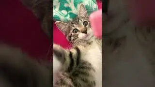 Barbie kitty 