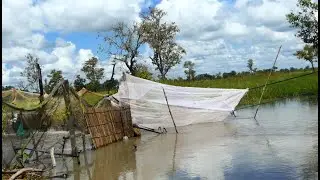 Farmer use mosquito net and bamboo to put around the bridge to catch fish simply