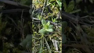 Yellow Rattle Seedlings - First Big Meadow Sowings