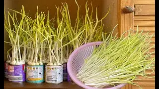 创意独特的柜子里种蒜黄，又快又高产，7天爆盆即可收获， 多茬采收口感细嫩 | 如何种植蒜黄？How to grow garlic sprouts?