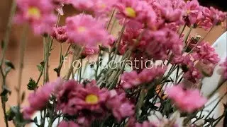 Behind The Scene: Floraboration