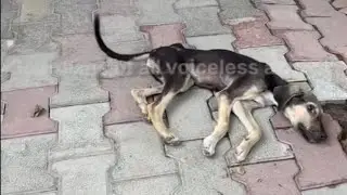 The poor dog was covered with hundreds of ti.cks and fle.as