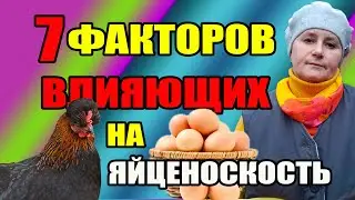7 факторов ВЛИЯЮЩИХ на яйценоскость кур.